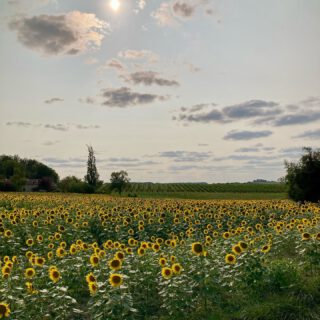 Augen-Blicke.
#impressionen #impressions #moments #sommer #summer #2024 #pause #break #retreat #stopping #breathing #releasing #freude #joy #dankbarkeit #gratitude